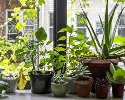 How To Grow Your Own Windowsill Garden