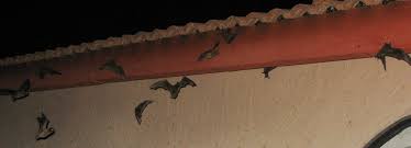 How To Get Rid Of Bats Steps And Tips