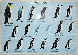 Graph Of Penguins Penguin Types Penguins Penguin