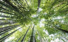 the bamboo flooring company