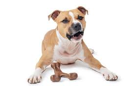 what are the best toys for pit bulls