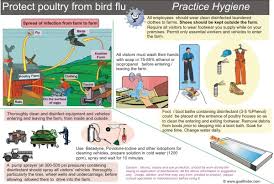 Goalfinder Posters Protect Poultry From Bird Flu