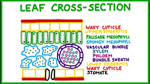 leaf cross section old version you