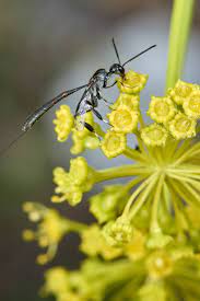 How To Keep Aphids Off Tomato Plants