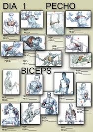 Workout Exercises Bicep Workout Exercises