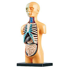 3d removable anatomical human torso