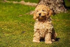 what is a cavapoo dog and is this
