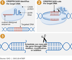 crispr gene editing