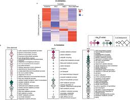 a fumigatus conidia transcriptionally