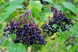 black elderberry and kids