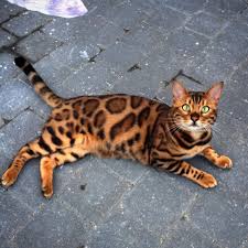 Read more about this cat breed on our bengal breed information page. Why You Should Think Twice Before Buying A Bengal Cat The Dodo
