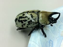 eastern hercules beetle