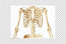 The ribs are a set of twelve paired bones which form the protective 'cage' of the thorax. Thorax Human Body Shoulder Anatomy Human Skeleton Abdomen Anatomy Limb Nerve Rib Cage Png Klipartz