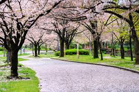 Pemandangan taman bunga sakura youtube. Musim Cherry Blossom Tempat Paling Best Sekitar Jepun Untuk Menikmati Hanami