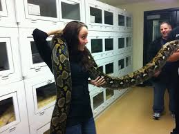 is it safe to allow a ball python to