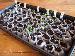 Starting Vegetable Seeds Indoors
