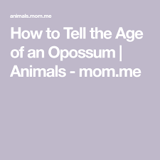 How To Tell The Age Of An Opossum Animals Mom Me Baby