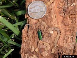 Emerald Ash Borer Fact Sheet Arbor Masters Tree Service