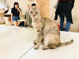 the five best cat cafes of taipei