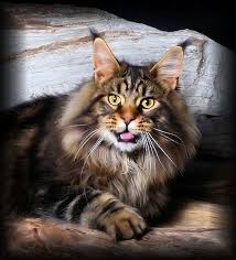 You could meet your new best friend at one of our pet adoption centers! Pin On Maine Coon Exotic Cats