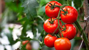 Keeping Bugs Off Your Tomato Plants