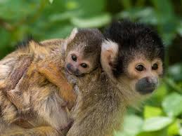 The animals that dwell here depend on trees for housing and food. Rainforests Animals For Primary Children