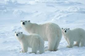 International Polar Bear Day | Polar Bears International