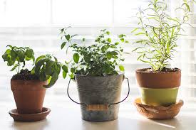 how to start an indoor garden daily life