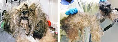 do-vets-shave-matted-dogs