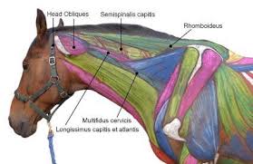Neuromuscular therapy consists of alternating levels of concentrated pressure on the areas of muscle spasm. Equine Massage Of The Head And Neck Holistichorse Com
