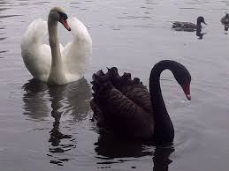 Do Black Swans Mate with White Swans?