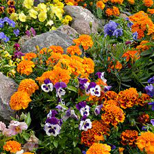 Get free shipping on qualified annuals or buy online pick up in store today in the outdoors department. Annuals The Home Depot