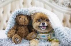 what-dog-looks-like-a-teddy-bear