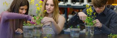 Is there a way to prolong the life of fresh cut flowers? Wisconsin Fast Plants Of The University Of Wisconsin Homepage