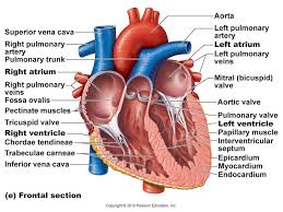 Pictures Of Simple Human Heart Labeled Kidskunst Info