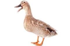 are-ducks-happy-when-they-quack