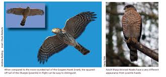 What we think was a juvenile coopers hawk. Netn Species Spotlight Sharp Shinned Hawk U S National Park Service