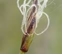 Eleocharis quinqueflora (Few-flowered Spikerush): Minnesota ...