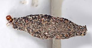 Household Casebearer Plaster Bagworms