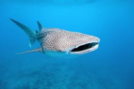 13 amazing whale shark facts fact