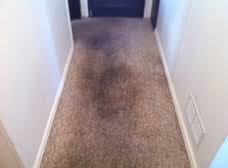 best carpet cleaning milwaukee wi