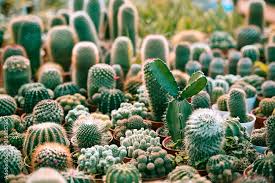 Miniature Cactus Pot Decorate In The
