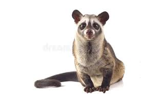 They are native to the tropics of africa and asia. 1 571 Civet Fotos Kostenlose Und Royalty Free Stock Fotos Von Dreamstime