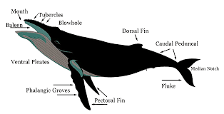 The humpback whale population has almost made a full recovery. Humpback Whale Saltycabo Whale Watching Mexico Specifics