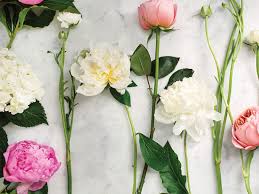 Peony has many varieties which differ in colors and shapes. 10 Prettiest Peony Varieties To Plant In Your Garden Chatelaine