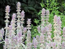 stachys byzantina silver carpet