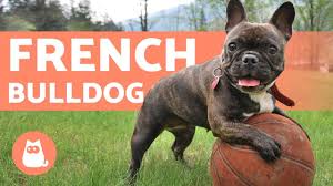 French bulldogs are a very popular dog for a variety of reasons. The French Bulldog Training And Care Youtube