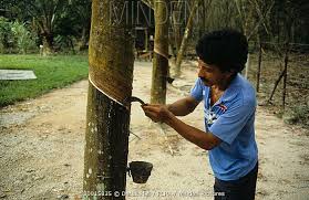 Total and new cases, deaths per day, mortality and recovery rates, current active daily new cases in malaysia. Minden Pictures Farming Rubber Man Attending Tree Cutting To Tap Rubber Latex Malaysia Derek Hall Flpa