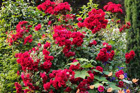 how to prune roses of every type to