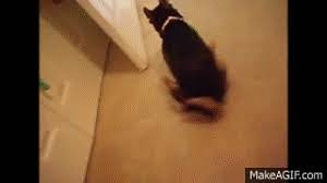 little dog on carpet on make a gif